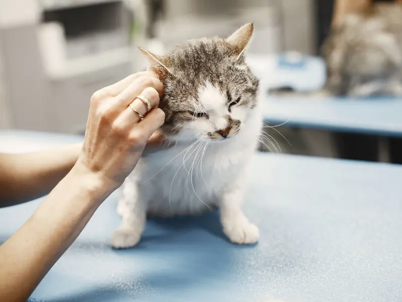 A hand gently holding a cat’s head during an examination on the consult table.