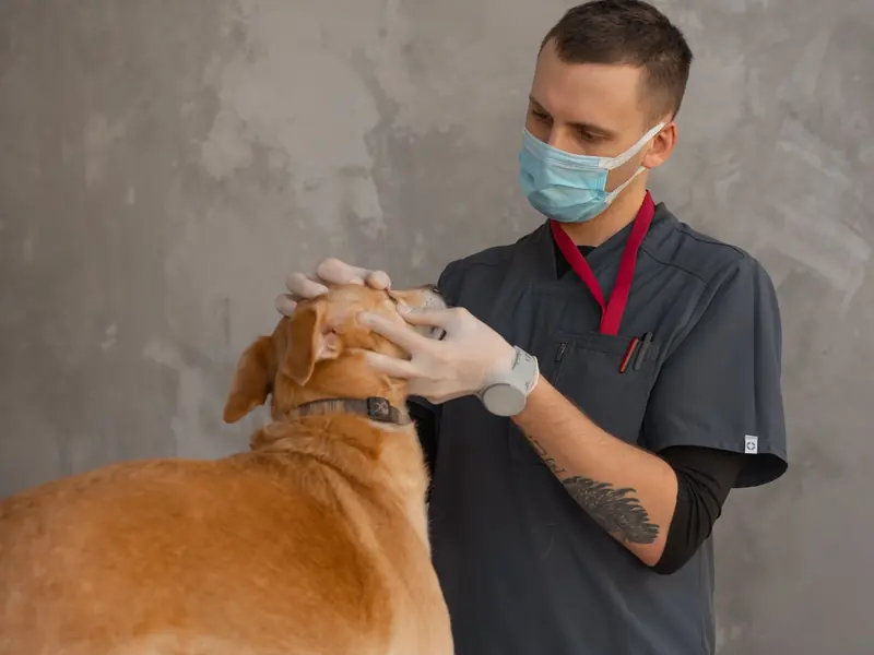 A veterinary nurse in scrubs and a mask checking a labrador’s eye.